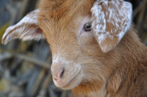 the other only cute goat photo on the entire internet, (c) 2011 Loredana Preston, used without permission